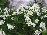 Arabis vochinensis